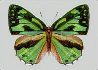 Poritia phormedon - Learn Butterflies